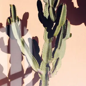 Impression sur verre Cactus