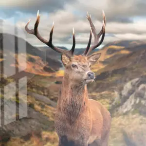 Impression sur verre Cerf