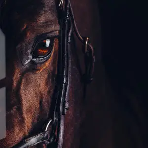 Impression sur verre Cheval