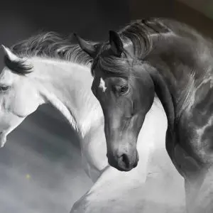 Impression sur verre Chevaux