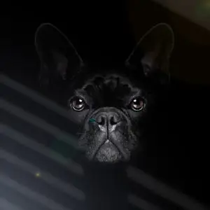 Impression sur verre Chien