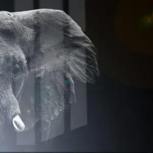 Impression sur verre Élephant