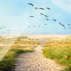 Impression sur verre Plage & Dunes