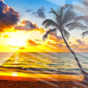 Impression sur Verre Palmiers