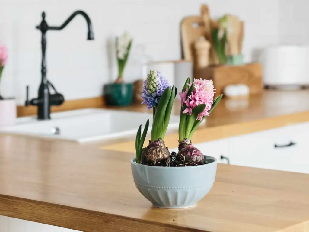 Crédences de cuisine personnalisées - Glass décor